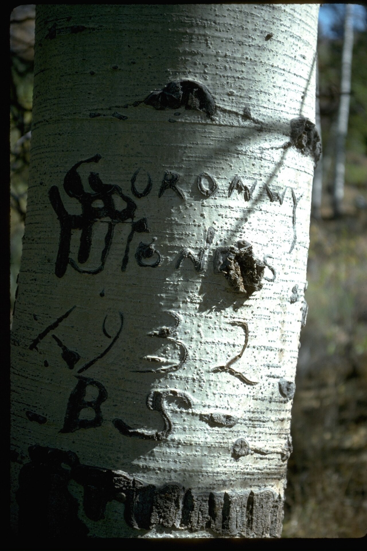 Basque carvings on Aspen tree near Steens Mountain.