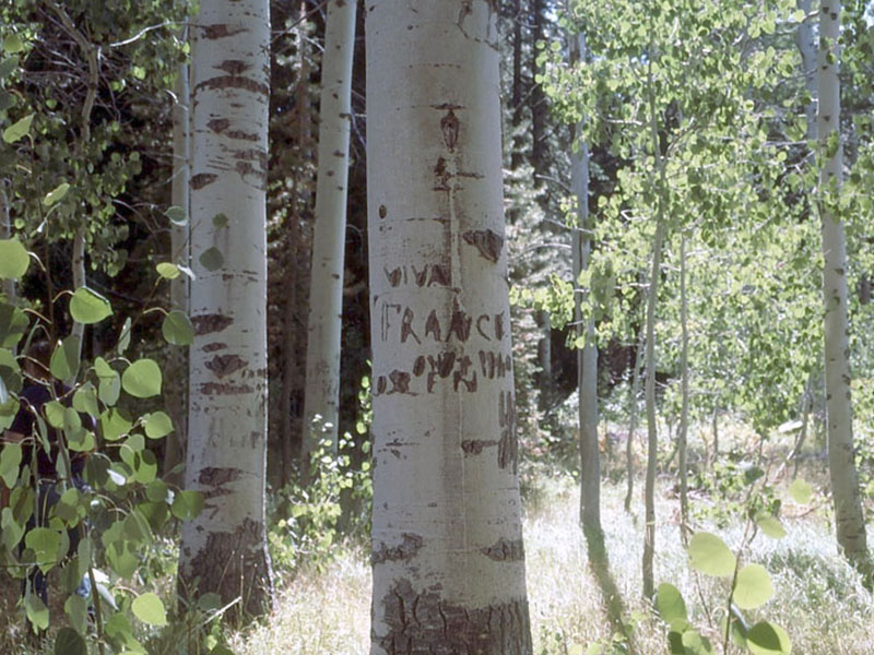 Lertxun marrak Ameriketako Estatu Batuetako Tahoe Baso Nazionalean, Sierra Nevadako ekialdean