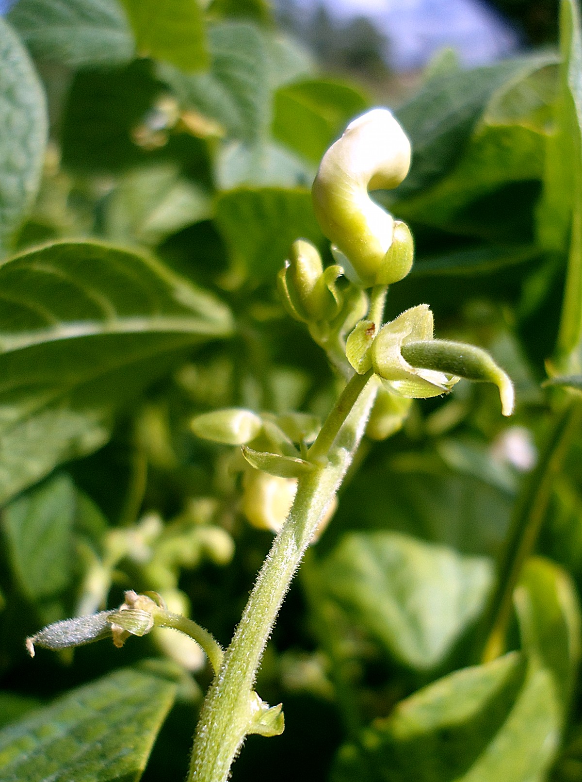 Little pods of the motley bean from Araba/Álava (Basque Country, Spain)