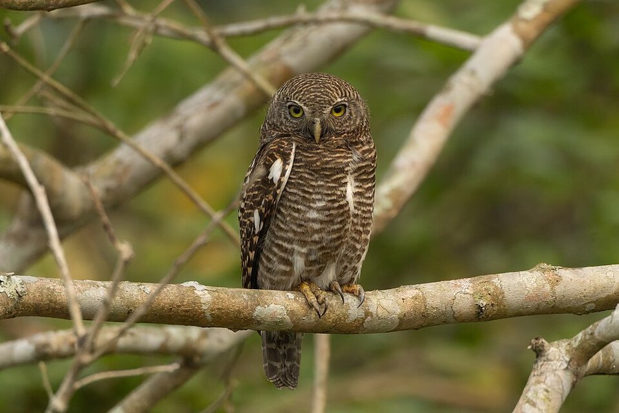 Photograph of a Asian Barred Owlet