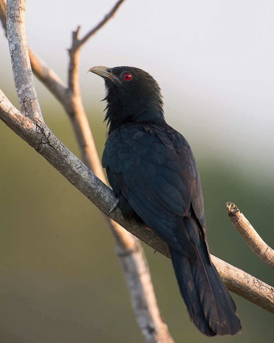 Photograph of a Asian Koel