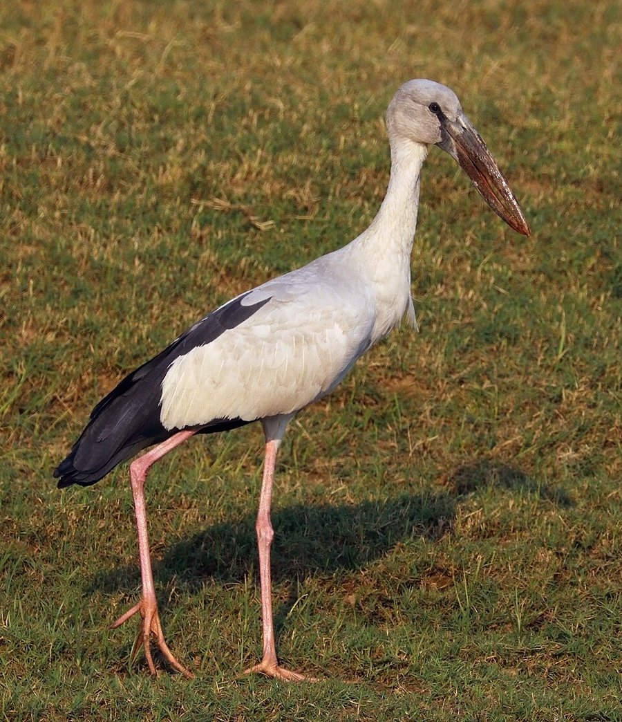 Photograph of a Asian Openbill