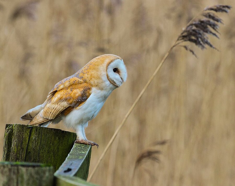Photograph of a Barn Owl