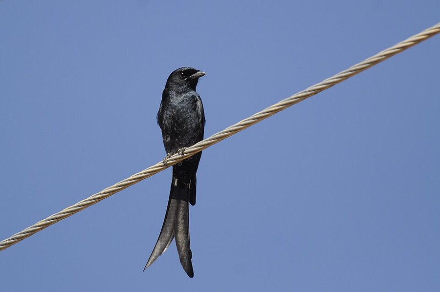 Photograph of a Black Drongo