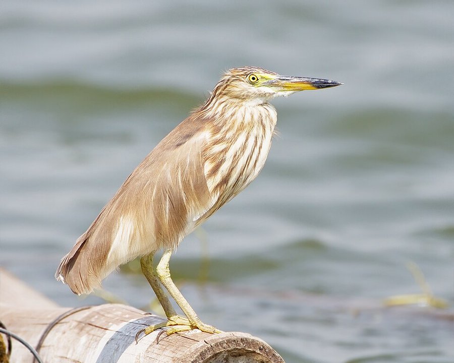 Photograph of a Chinese Pond Heron