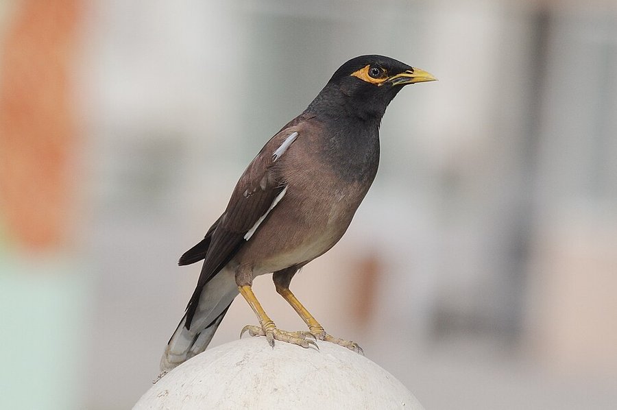 Photograph of a Common Myna