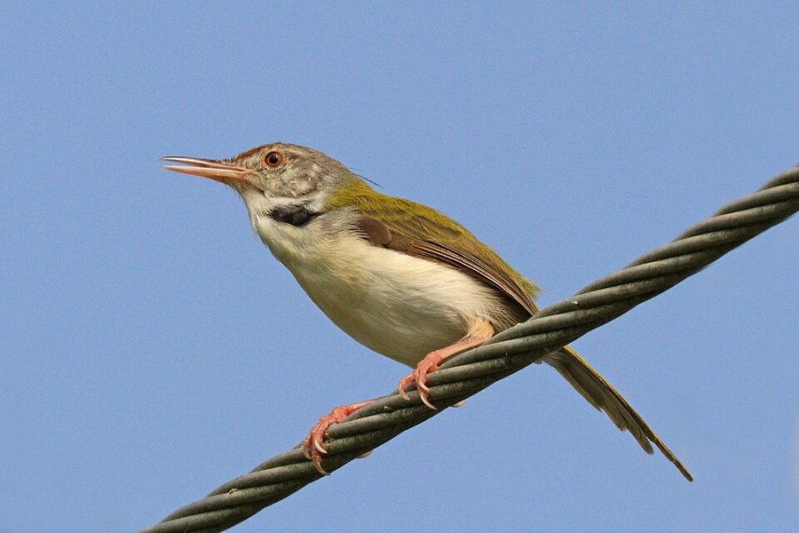 Photograph of a Common Tailorbird