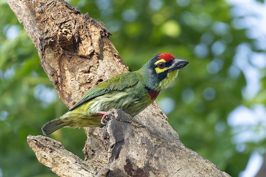 Photograph of a Coppersmith Barbet