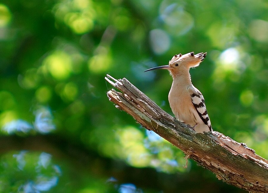 Photograph of a Eurasian Hoopoe