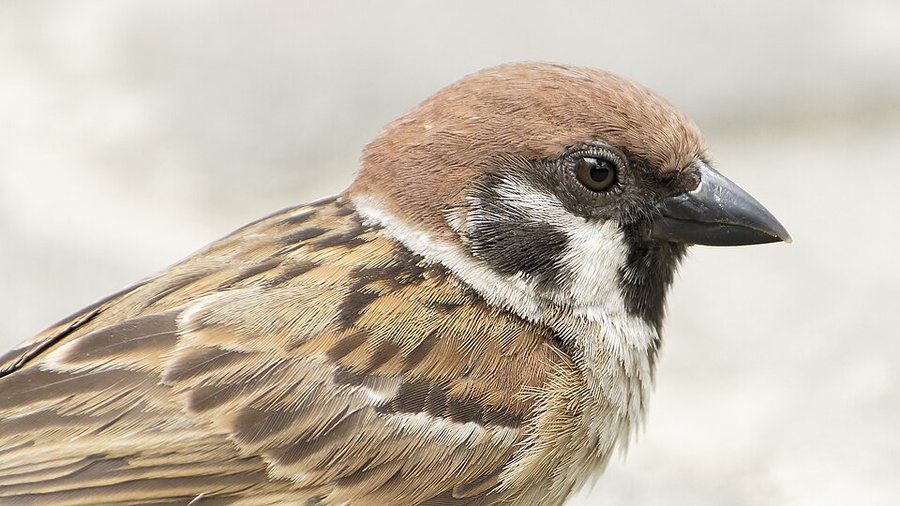 Photograph of a Eurasian Tree Sparrow