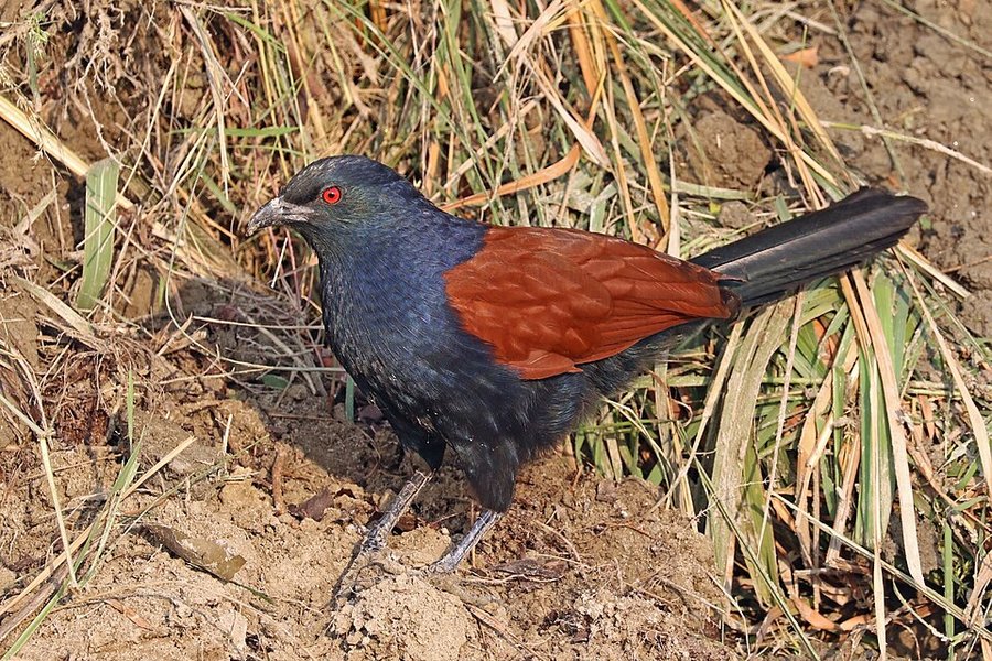 Photograph of a Greater Coucal