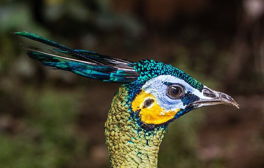 Photograph of a Green Peafowl