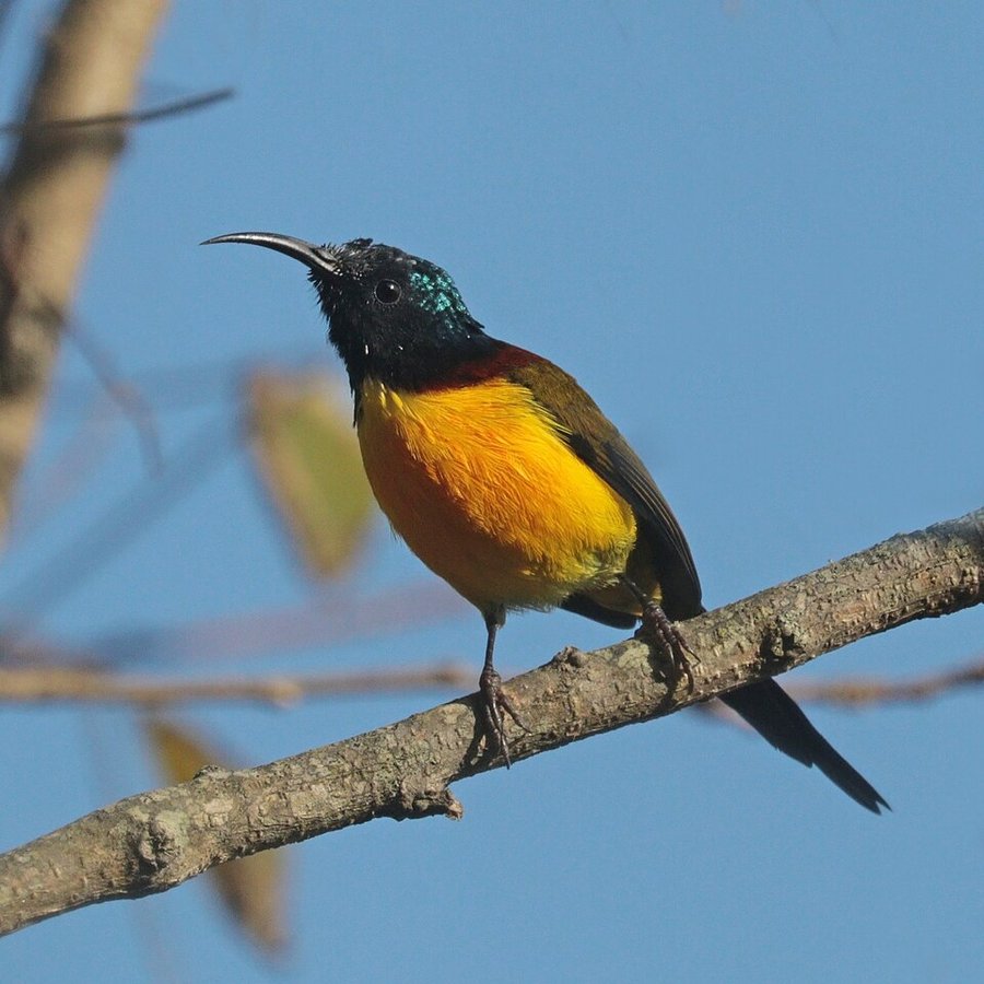 Photograph of a Green-tailed Sunbird