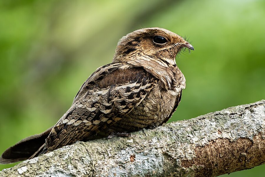 Photograph of a Large-tailed Nightjar