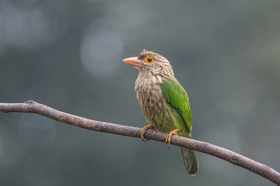 Photograph of a Lineated Barbet