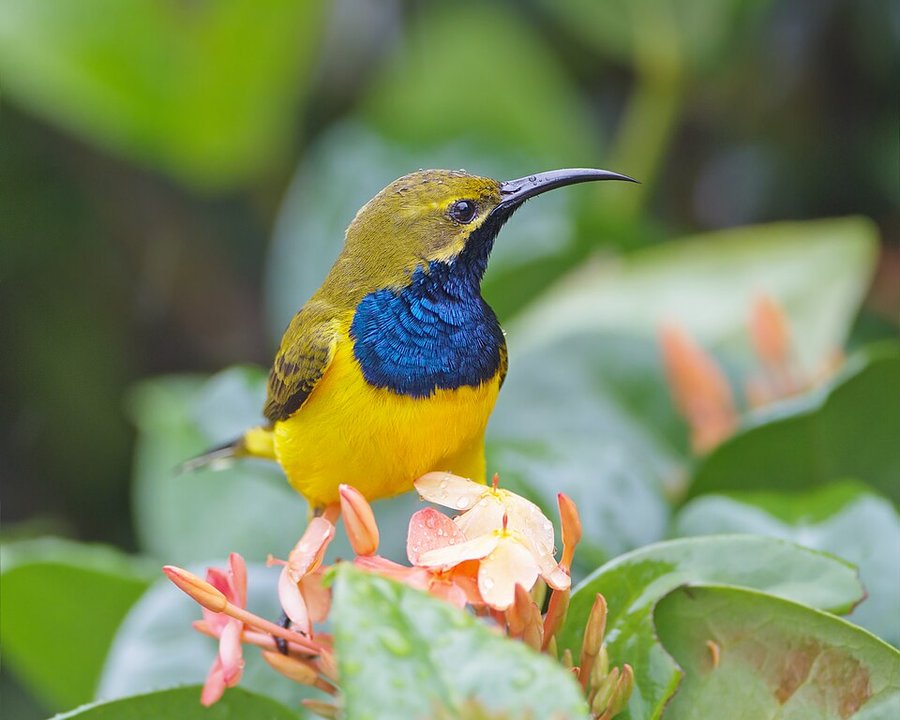 Photograph of a Olive-backed Sunbird