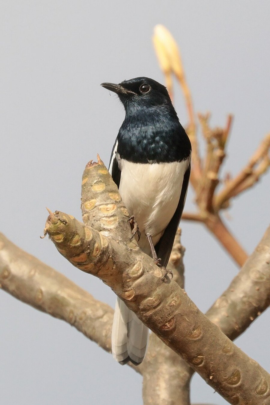 Photograph of a Oriental Magpie-Robin