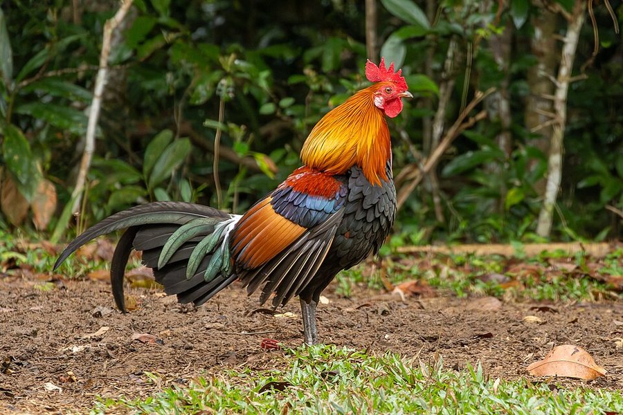 Photograph of a Red Junglefowl