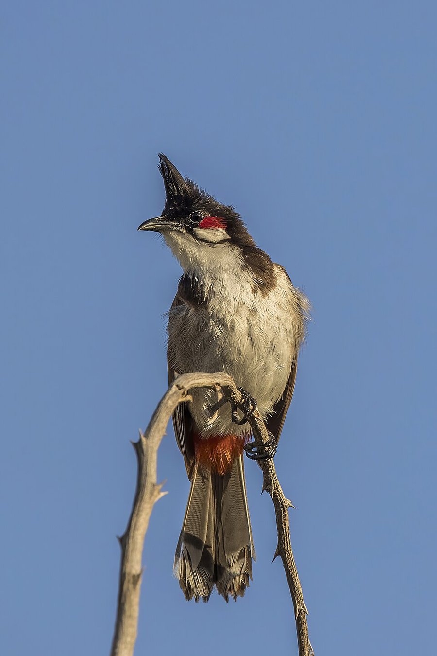 Photograph of a Red-whiskered Bulbul