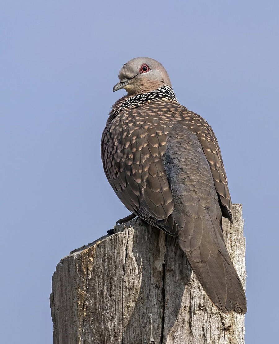 Photograph of a Spotted Dove