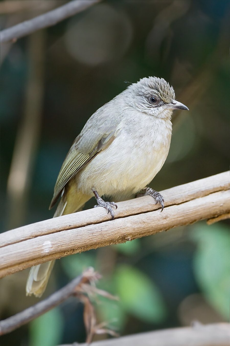 Photograph of a Streak-eared Bulbul