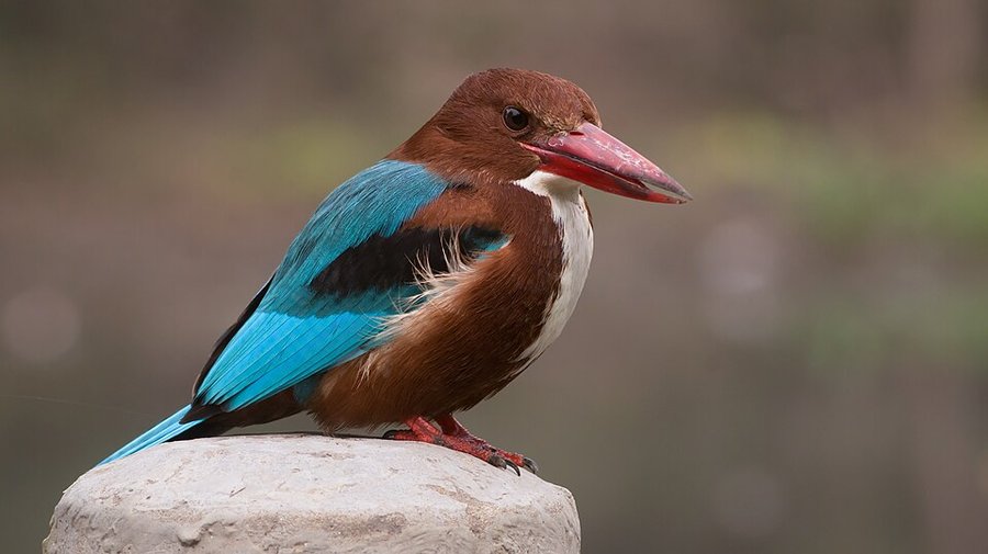 Photograph of a White-throated Kingfisher