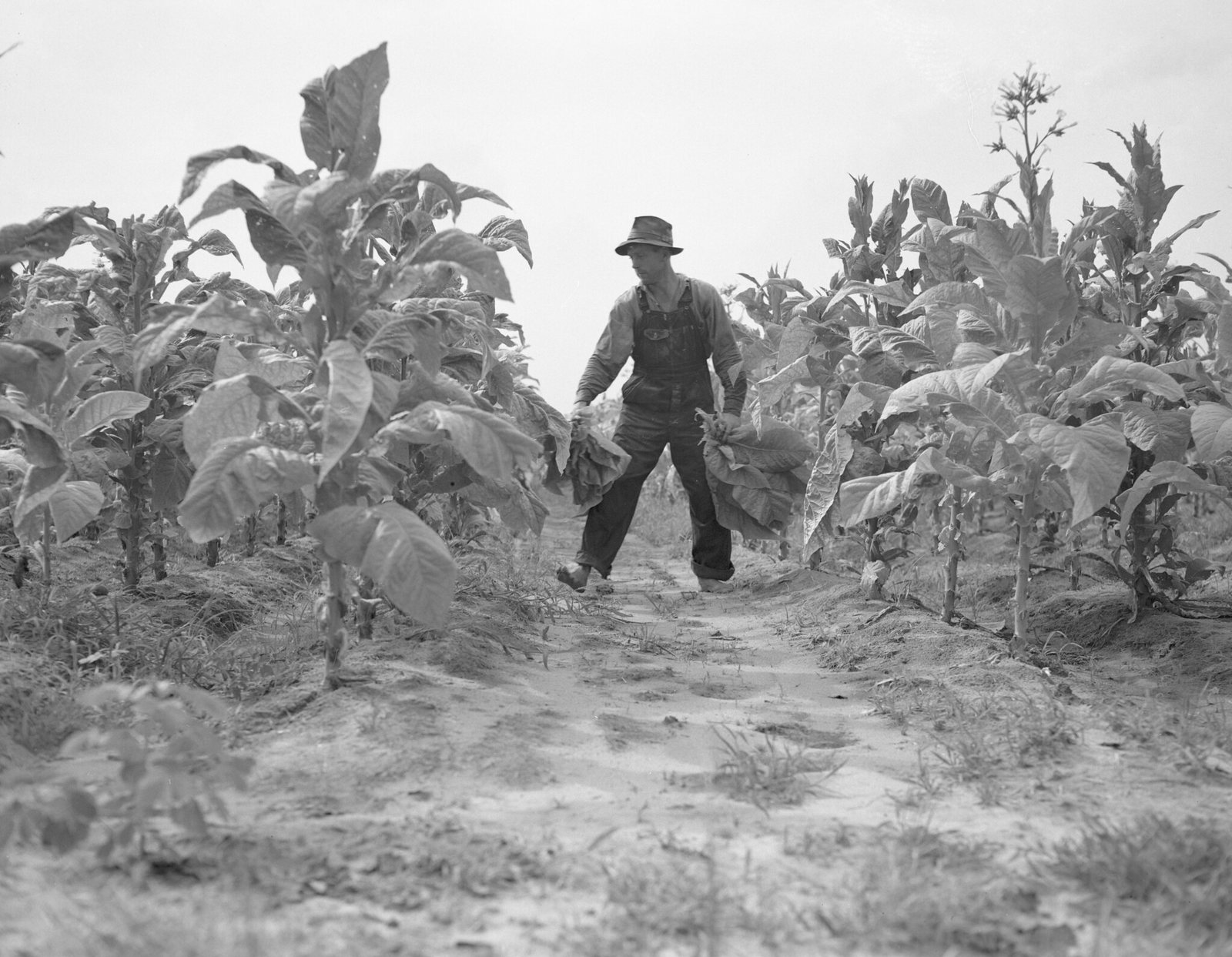 A barefoot man in a felt hat and bib overalls walks up a sandy row between two head-high rows of tobacco, a bundle of broad cropped leaves gripped under each arm. The plants on the right have flowered at the top. The soil of the row is pale sand, printed with bare footprints.