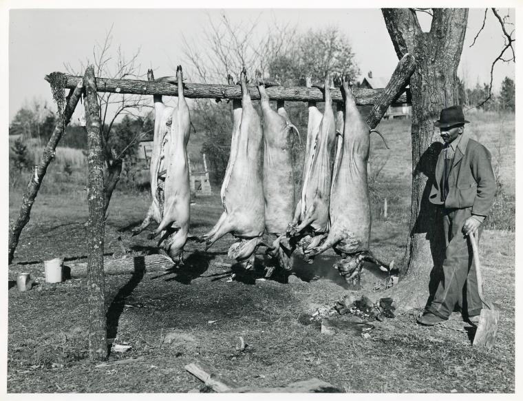 Digital ID: 1260089. Hog killing on Milton Puryeur place; He is a Negro owner of five acres of land; Rural Route No. 1, Box 59, Dennison, Halifax County, Virginia; This is six miles south [on Highway 