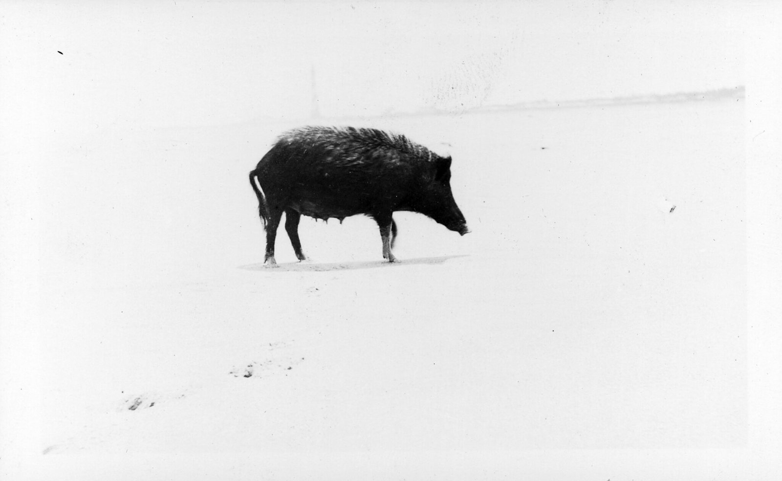 A lean black hog with a ridge of bristles standing up along its back walks across open white sand, snout lowered, its own tracks running away behind it. The beach and the sky beyond are blank and almost the same tone, with a faint line of surf at the right.