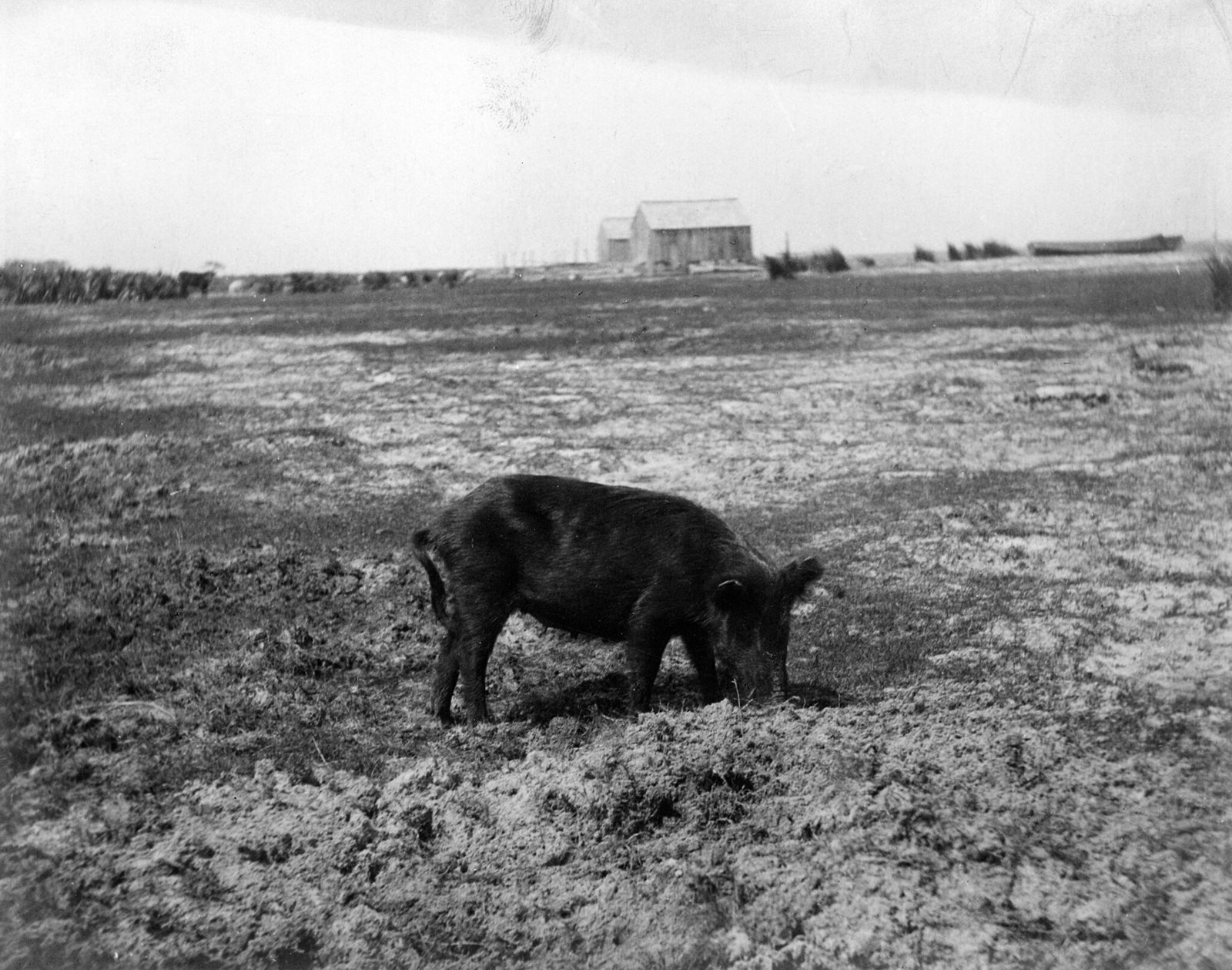 A dark, rough-coated hog stands alone on flat sandy ground with its snout down, rooting. The ground is bare but for tufts of coarse grass. On the horizon behind it are a shingled barn with a lean-to, a line of low scrub, and a beached hull lying on its side.
