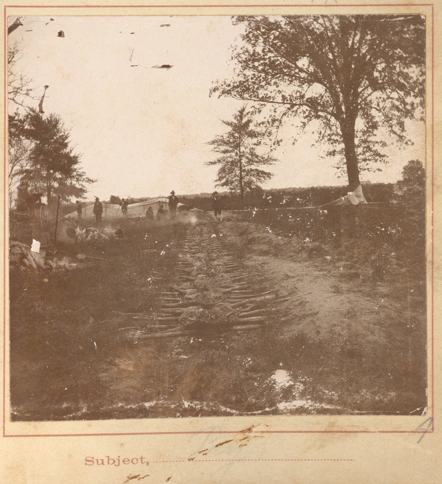 The same cooking trench from the other end and further back: a long line of split pigs laid flat on the coals, running from the bottom of the frame up a low rise. A dozen people stand at the far end beside a white canvas awning stretched on poles, some in wide hats; a man walks towards the camera along the edge of the trench. A tall tree at the right, a hedgerow along the horizon, and an open field beyond. Sepia print mounted on card, its lower margin printed with the word Subject and a ruled line.