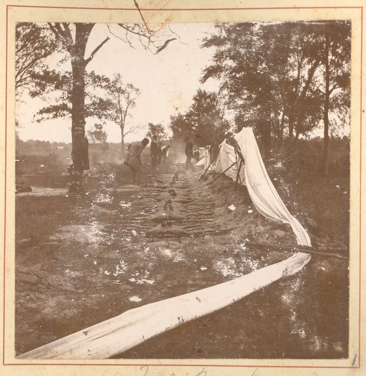 A sepia photograph mounted on card with a ruled border. A shallow trench of coals runs away from the camera down the middle of the frame, and split pig carcasses lie flat along it in a long row, smoke drifting up. Four or five men in hats stand along the trench; the nearest works the meat with a long-handled tool. A white canvas awning on poles runs the length of the right-hand side, and a loose length of the same canvas sweeps across the bottom corner. A carriage wheel shows at the right edge. Bare ground, scattered trees and open country behind.