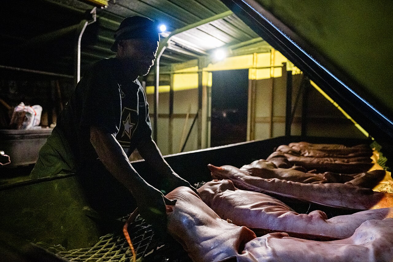 Hogs being prepared for whole hog barbecue at B's Barbecue in Greensville, opened in 1977. Photographed during filming of a feature on Pitt County Brew & 'Cue Trail locations in Greenville.