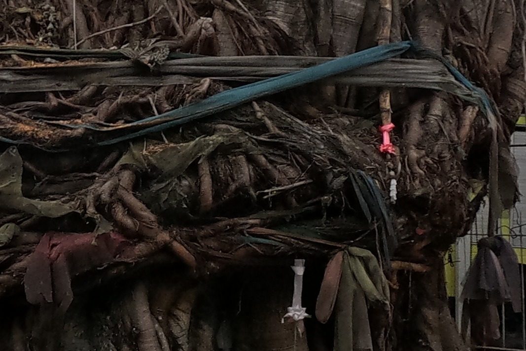 The massive gnarled trunk of a banyan/bodhi tree wrapped with a faded cloth sash at chest height, small amulets and charms tied to it, a blue stool and colander at its base; likely the tree behind 'Ton Pho Santitham' teahouse (ต้นโพธิ์ = bodhi tree).