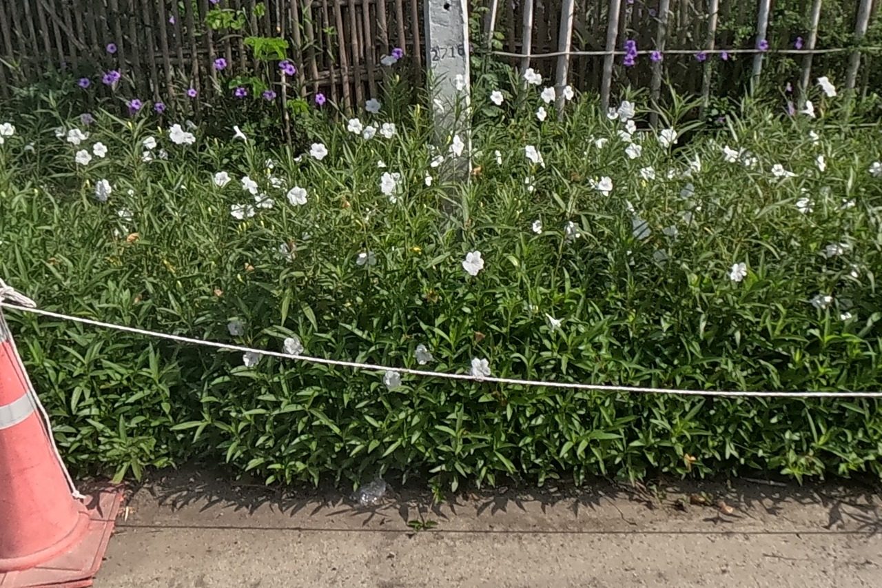 A hedge of white flowers along a bamboo fence