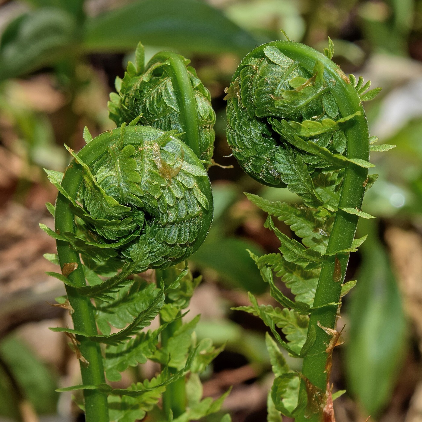 Ostrich fern fiddleheads unrolling, curls within curls.