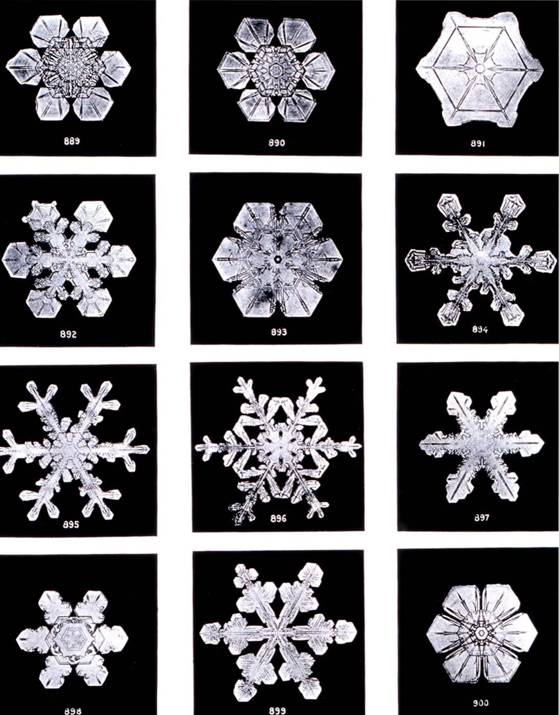 Snowflakes photographed by Wilson Bentley, Vermont, 1902.