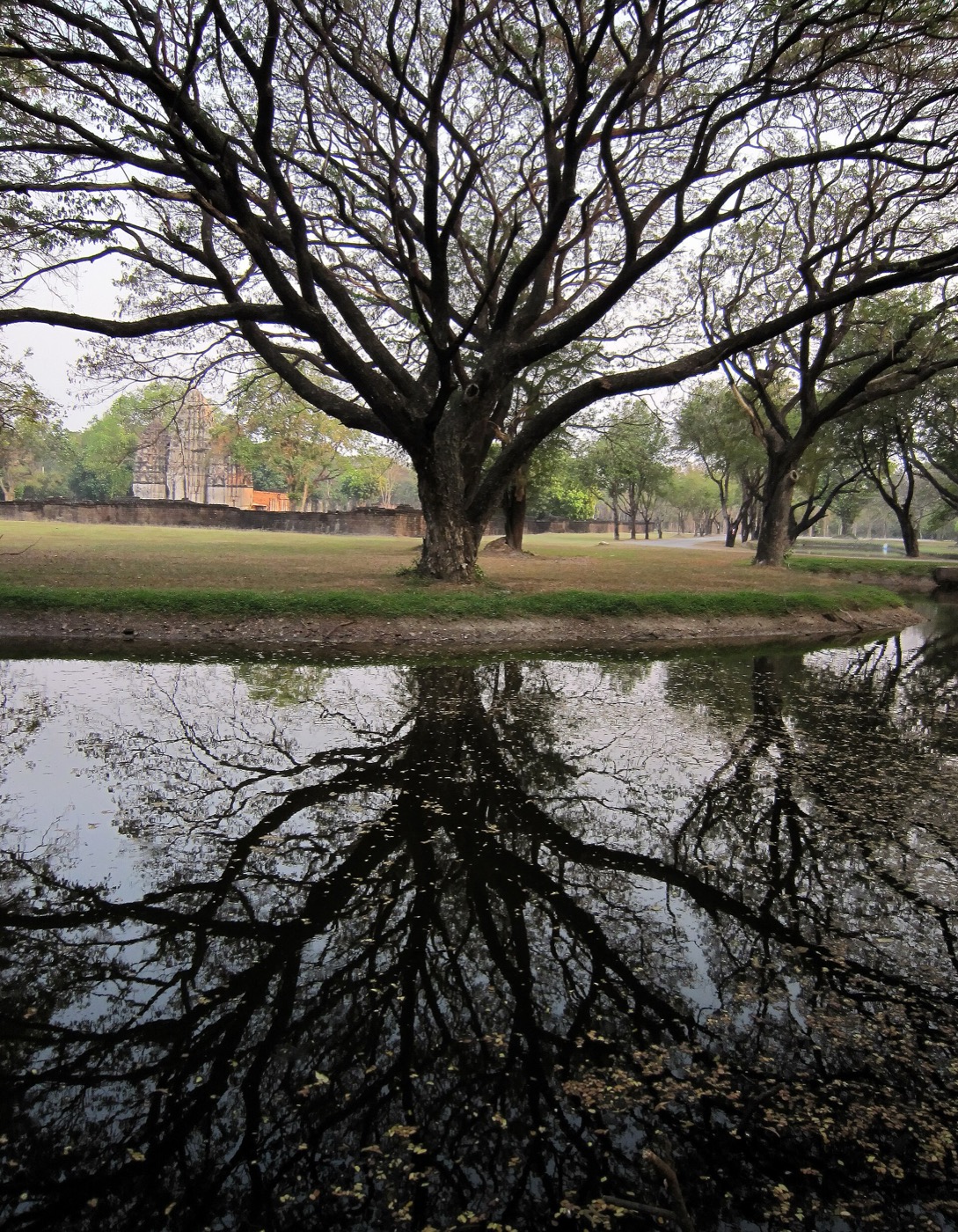 A rain tree (จามจุรี) in Sukhothai Historical Park.