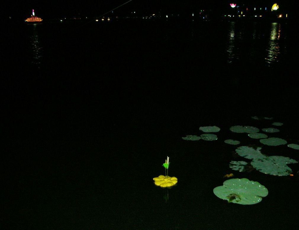 A bread krathong among lily pads; fish eat it.