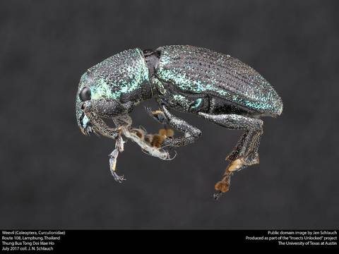 Weevil (Coleoptera, Curculionidae)
Route 108, Lamphung, Thailand
Thung Bua Tong Doi Mae Ho
July 2017 coll. J. N. Schlauch
This image was created as part of the Insects Unlocked project at the Un