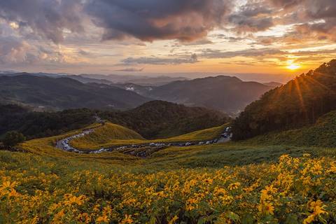 The Mexican Sunflower Fields (Thung Bua Tong) at Doi Mae U Kho, Mae Hong Son, Northern Thailand.