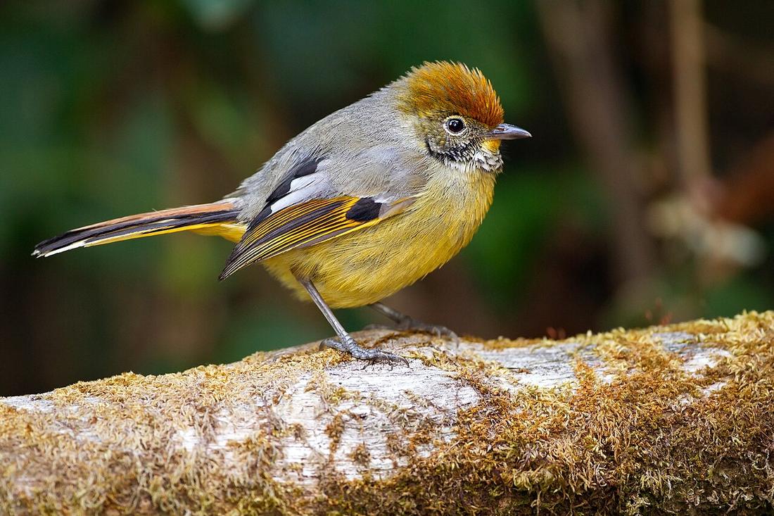 Chestnut-tailed Minla (Minla strigula), Doi Inthanon National Park, Chiang Mai, Thailand