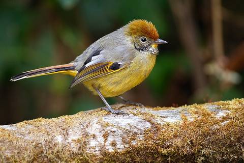 Chestnut-tailed Minla (Minla strigula), Doi Inthanon National Park, Chiang Mai, Thailand