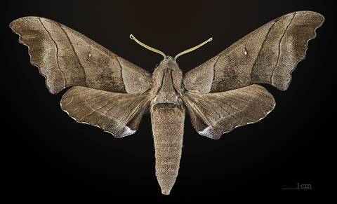 Polyptychus trilineatus - Dorsal side
Collection of the Mathematician Laurent Schwartz