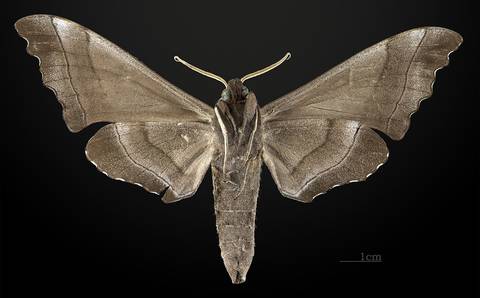 Polyptychus trilineatus - △ Ventral side
Collection of the Mathematician Laurent Schwartz