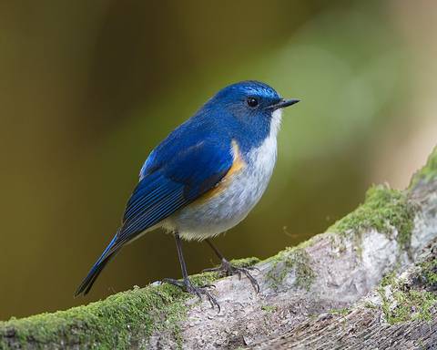 Himalayan Bluetail (Tarsiger rufilatus), Doi Inthanon National Park, Ban Luang, Chiang Mai, Thailand