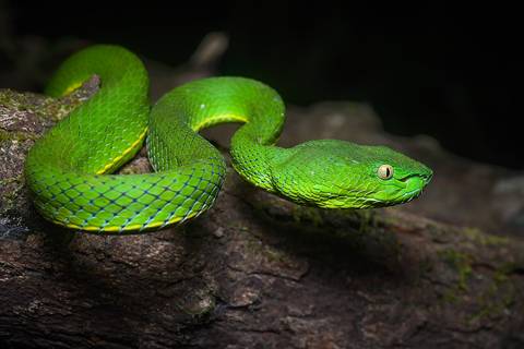 Vogel's pit viper (Trimeresurus vogeli). Khao Soi Dao Wildlife Sanctuary, Thailand