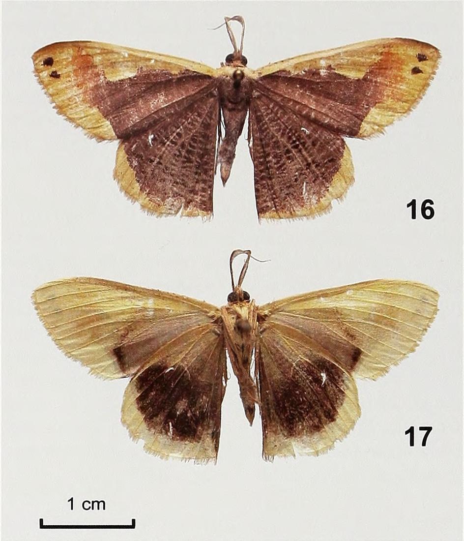 Title: Bonn zoological bulletin
Identifier: bonnzoologica5712010zool
Year: 2010 (2010s)
Authors: Zoologisches Forschungsmuseum Alexander Koenig
Subjects: Zoology
Publisher: Bonn : Zoologisches Forschu
