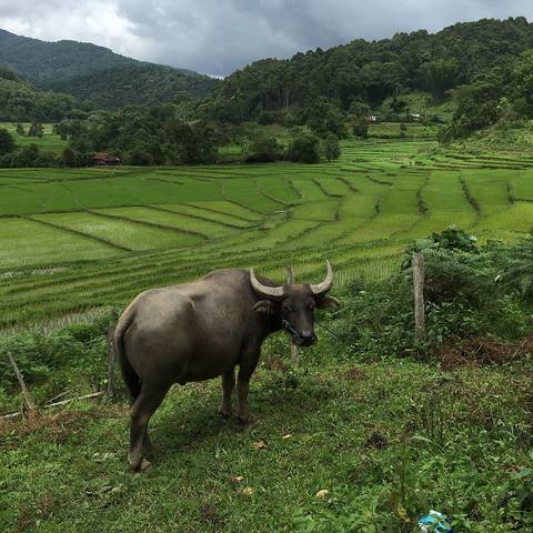 Mae U Kho, Khun Yuam District, Mae Hong Son 58140, Thailand