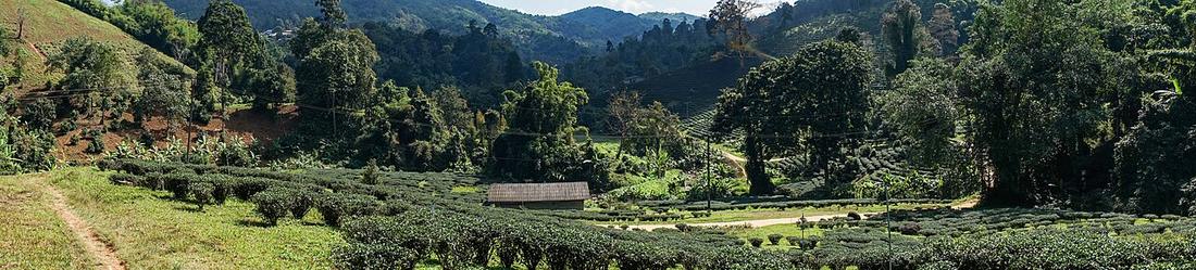 Tea Plantation